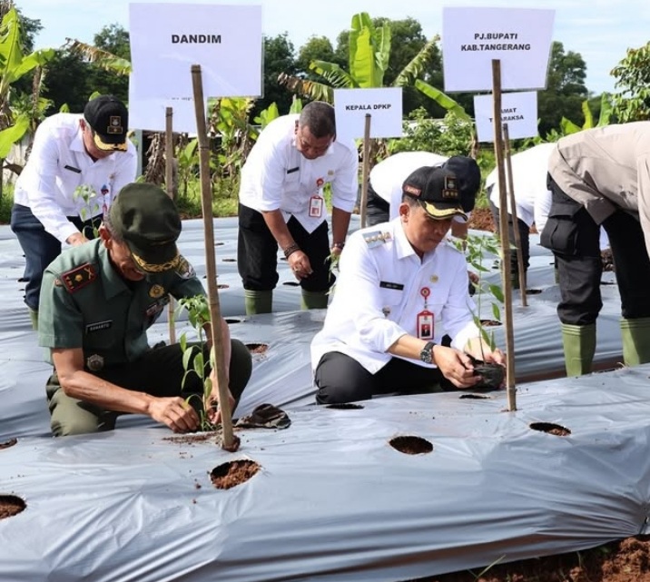 Pj Bupati Pada Saat Menanam Bibit Cabai ( Foto : Istimewa )